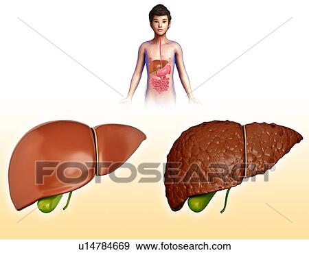 Stock Photo - Liver, illustration. Fotosearch