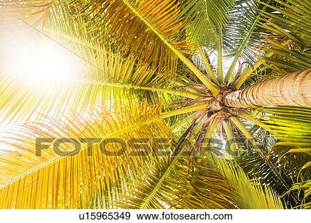 Low angle view of palm tree View Large Photo Image Stock Photo - Low angle view of palm tree. Fotosearch