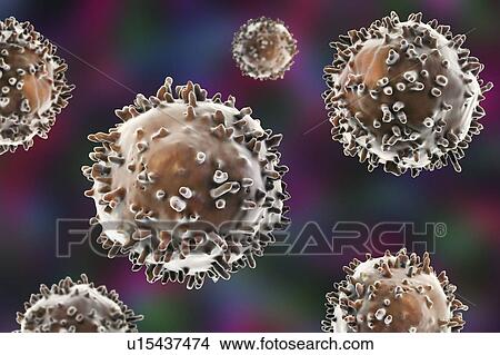 Lymphocytes, illustration View Large Photo Image Picture - Lymphocytes, illustration. Fotosearch