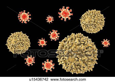 Stock Image - Lymphocytes, illustration. Fotosearch