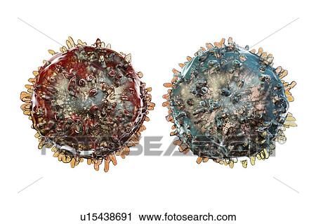 Lymphocytes, illustration View Large Photo Image Stock Image - Lymphocytes, illustration. Fotosearch