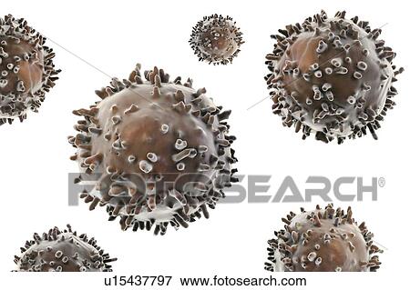 Stock Photo - Lymphocytes, illustration. Fotosearch
