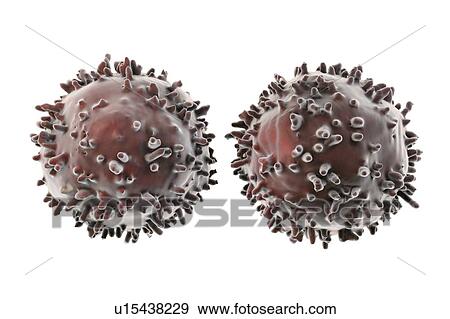 Lymphocytes, illustration View Large Photo Image Stock Photo - Lymphocytes, illustration. Fotosearch