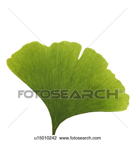 Maidenhair leaf View Large Photo Image Stock Image - Maidenhair leaf. Fotosearch