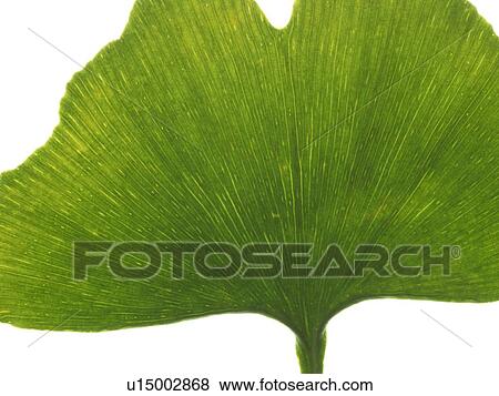 Stock Photo - Maidenhair leaf. Fotosearch