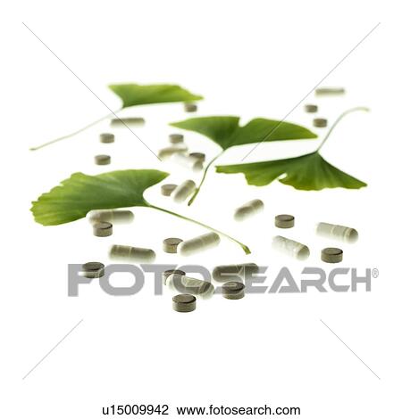Maidenhair leaves View Large Photo Image Stock Image - Maidenhair leaves. Fotosearch