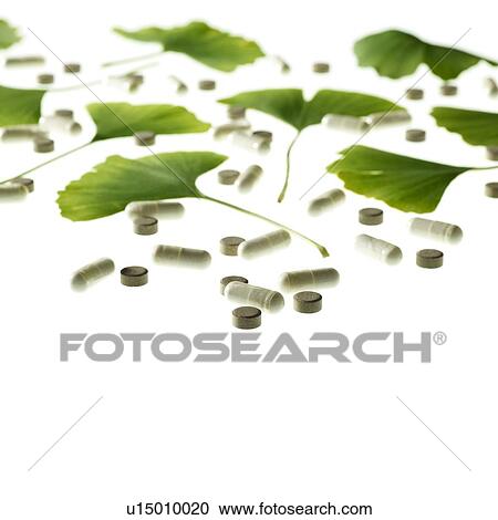 Maidenhair leaves View Large Photo Image Stock Image - Maidenhair leaves. Fotosearch