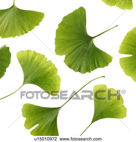 Stock Image - Maidenhair leaves. Fotosearch