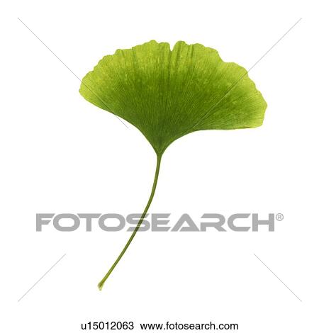 Stock Image - Maidenhair leaves. Fotosearch