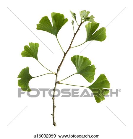 Stock Photo - Maidenhair leaves. Fotosearch