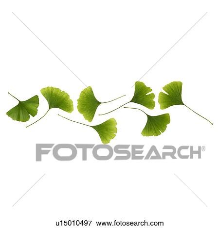 Maidenhair leaves View Large Photo Image Stock Photo - Maidenhair leaves. Fotosearch