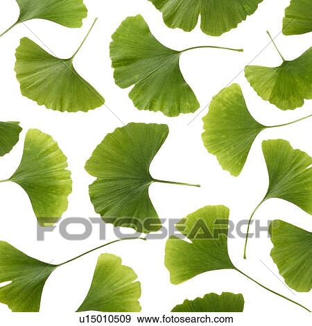 Stock Photo - Maidenhair leaves. Fotosearch