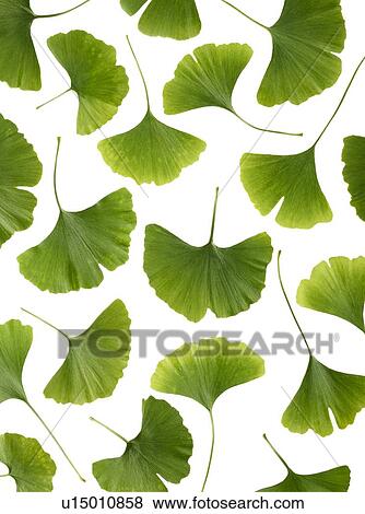 Stock Photo - Maidenhair leaves. Fotosearch