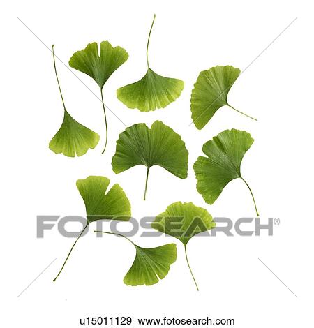Stock Photo - Maidenhair leaves. Fotosearch