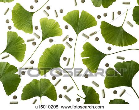 Stock Photography - Maidenhair leaves. Fotosearch