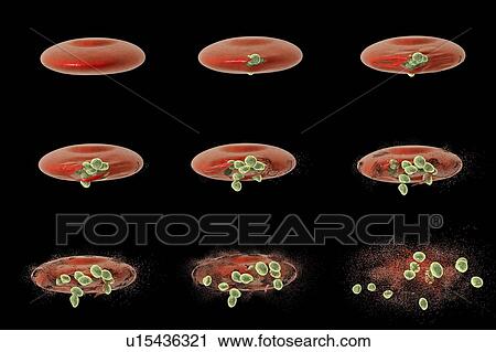 Stock Image - Malaria merozoites, illustration. Fotosearch