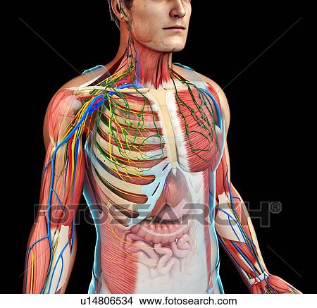 Picture - Male anatomy, illustration. Fotosearch