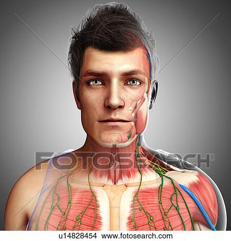 Picture - Male anatomy, illustration. Fotosearch