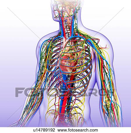 Male anatomy, illustration View Large Photo Image Stock Image - Male anatomy, illustration. Fotosearch
