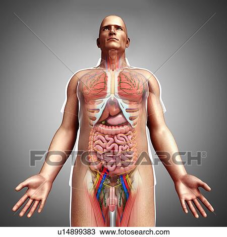 Stock Image - Male anatomy, illustration. Fotosearch