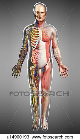 Stock Image - Male anatomy, illustration. Fotosearch