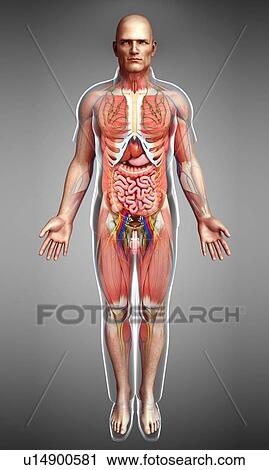 Stock Image - Male anatomy, illustration. Fotosearch