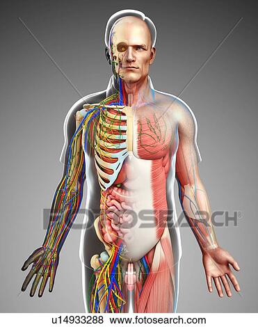 Male anatomy, illustration View Large Photo Image Stock Photo - Male anatomy, illustration. Fotosearch