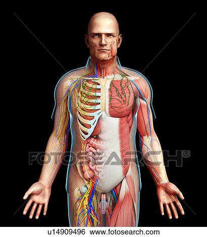 Stock Photograph - Male anatomy, illustration. Fotosearch
