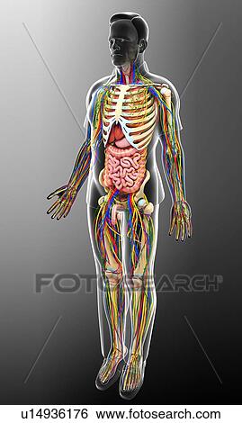 Male anatomy, illustration View Large Photo Image Stock Photograph - Male anatomy, illustration. Fotosearch