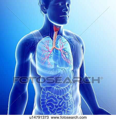 Male bronchi, illustration View Large Photo Image Stock Image - Male bronchi, illustration. Fotosearch