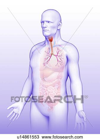 Male bronchi, illustration View Large Photo Image Stock Image - Male bronchi, illustration. Fotosearch