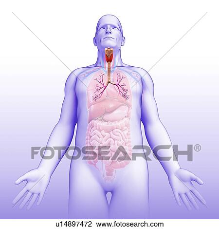 Male bronchi, illustration View Large Photo Image Stock Image - Male bronchi, illustration. Fotosearch