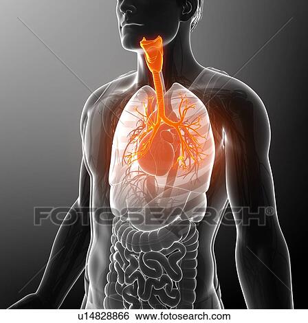 Male bronchi, illustration View Large Photo Image Stock Photograph - Male bronchi, illustration. Fotosearch