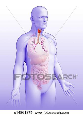 Male bronchi, illustration View Large Photo Image Stock Photography - Male bronchi, illustration. Fotosearch