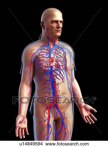 Picture - Male circulatory system, illustration. Fotosearch