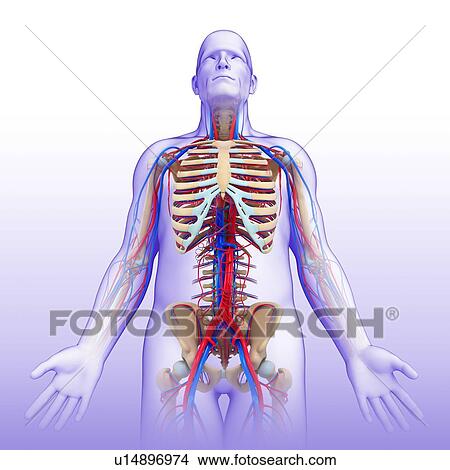 Picture - Male circulatory system, illustration. Fotosearch