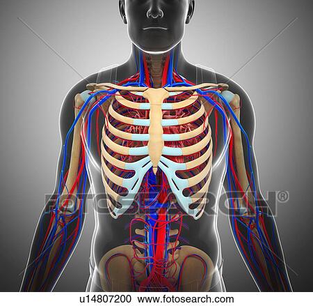 Stock Image - Male circulatory system, illustration. Fotosearch