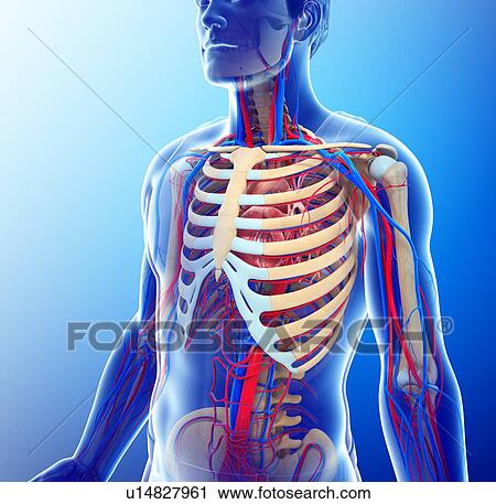 Stock Image - Male circulatory system, illustration. Fotosearch