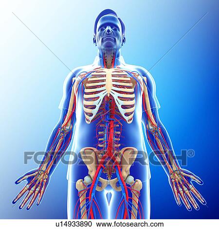 Male circulatory system, illustration View Large Photo Image Stock Image - Male circulatory system, illustration. Fotosearch