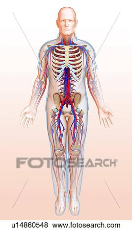 Male circulatory system, illustration View Large Photo Image Stock Photo - Male circulatory system, illustration. Fotosearch