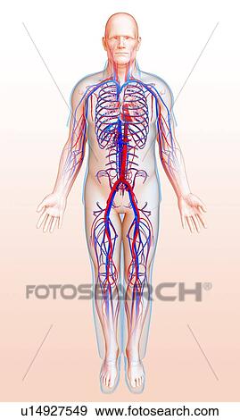 Male circulatory system, illustration View Large Photo Image Stock Photo - Male circulatory system, illustration. Fotosearch