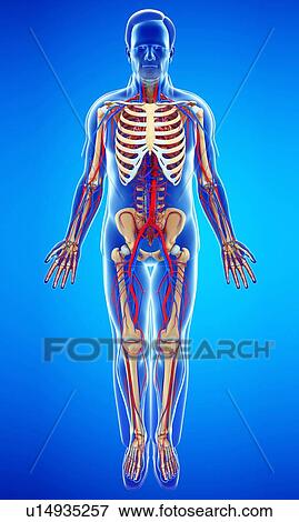Stock Photo - Male circulatory system, illustration. Fotosearch