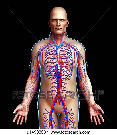 Male circulatory system illustration View Large Photo Image Stock Photo - Male circulatory system illustration. Fotosearch