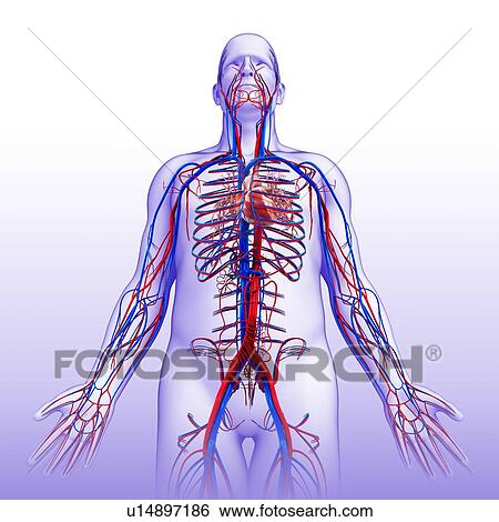 Male circulatory system, illustration View Large Photo Image Stock Photograph - Male circulatory system, illustration. Fotosearch