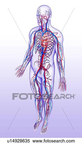 Male circulatory system, illustration View Large Photo Image Stock Photography - Male circulatory system, illustration. Fotosearch