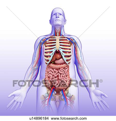 Male digestive system, illustration View Large Photo Image Picture - Male digestive system, illustration. Fotosearch