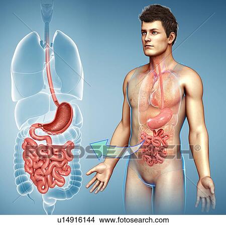 Picture - Male digestive system, illustration. Fotosearch