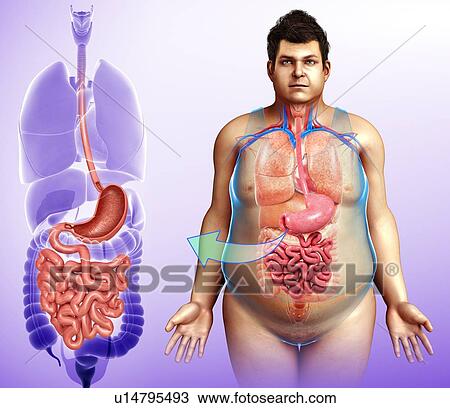 Stock Image - Male digestive system, illustration. Fotosearch