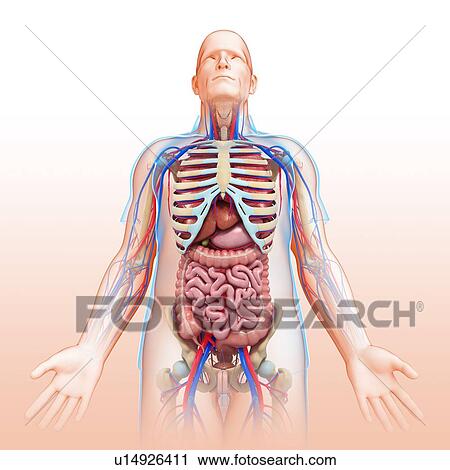 Stock Image - Male digestive system, illustration. Fotosearch