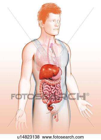 Male digestive system, illustration View Large Photo Image Stock Photo - Male digestive system, illustration. Fotosearch